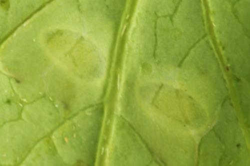 Tenthredo adusta