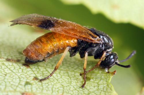 Réf. 331 592 : Arge dimidiata