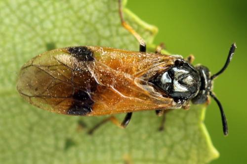 Réf. 331 593 : Arge dimidiata