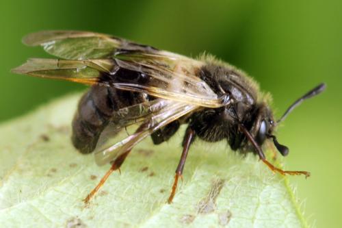 Abia fasciata