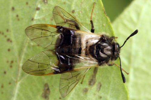 Abia fasciata