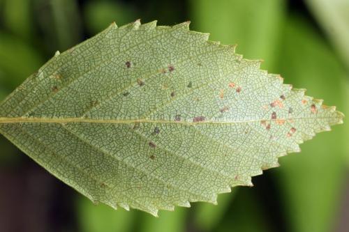 Réf. 331 596 : Arge dimidiata