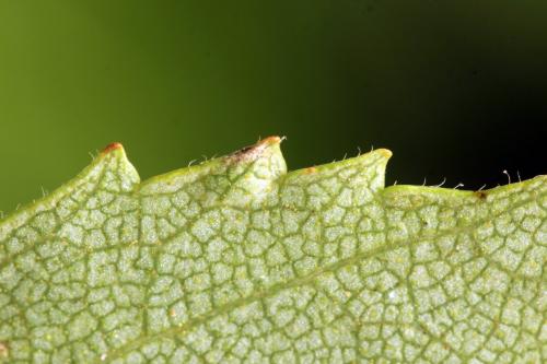 Réf. 331 597 : Arge dimidiata