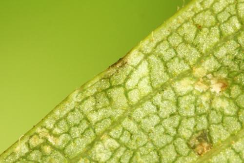 Arge dimidiata