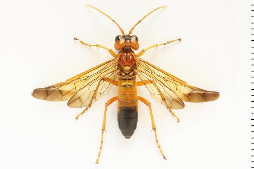 Tenthredo adusta