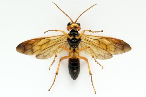 Tenthredo adusta