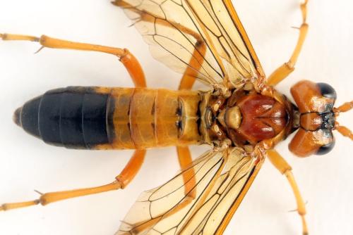 Tenthredo adusta
