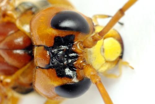 Tenthredo adusta