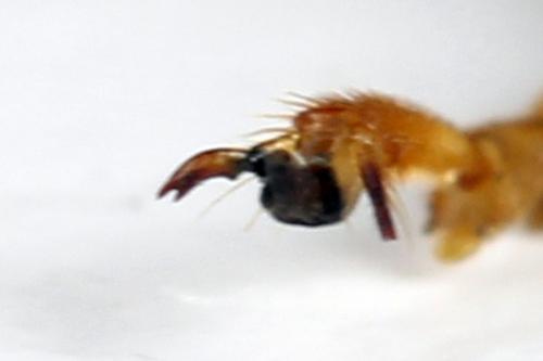 Tenthredo adusta