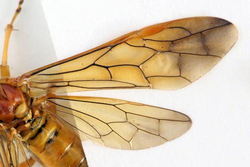 Tenthredo adusta