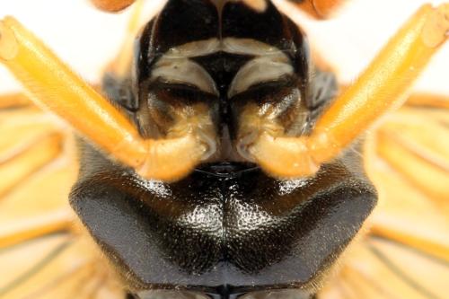 Réf. 331 665 : Tenthredo adusta
