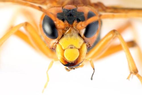 Tenthredo adusta