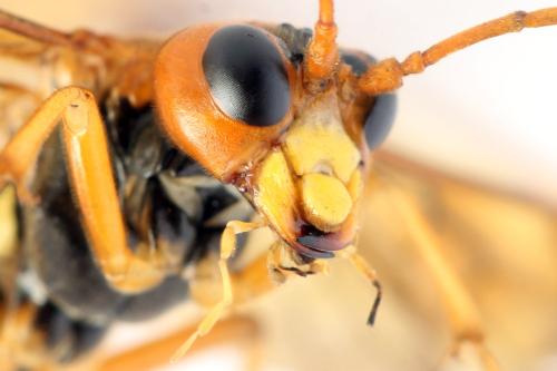 Tenthredo adusta