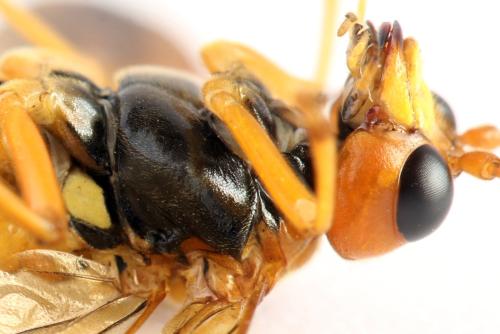 Tenthredo adusta