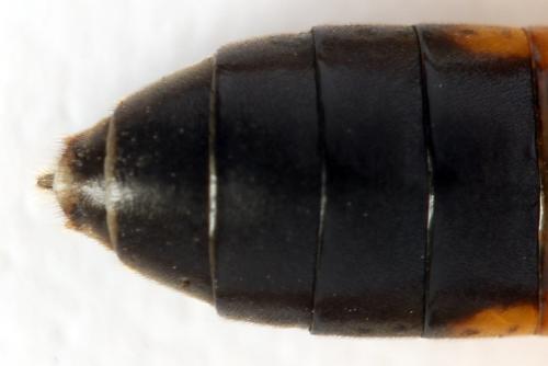 Réf. 331 671 : Tenthredo adusta