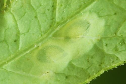Tenthredo adusta