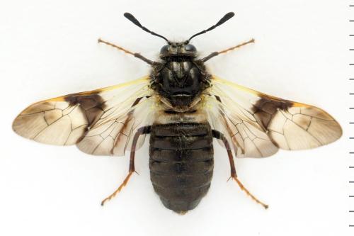 Abia fasciata