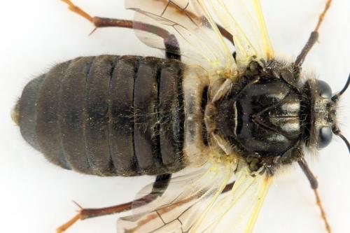 Abia fasciata