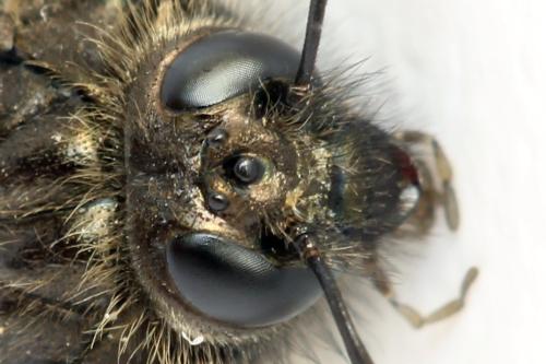 Abia fasciata