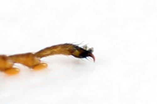 Réf. 331 523 : Abia fasciata