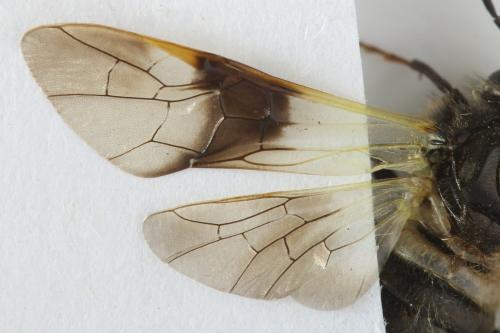 Abia fasciata