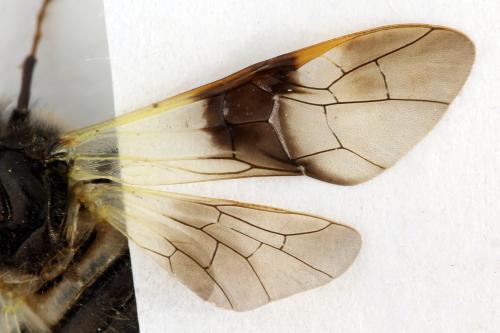 Abia fasciata