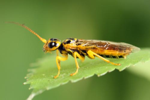 Pamphilius histrio