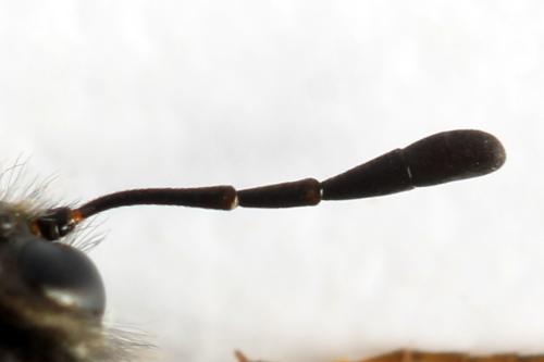 Abia fasciata