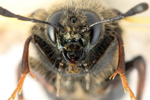 Abia fasciata