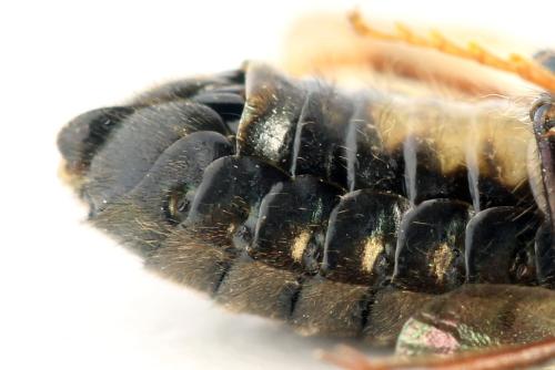 Abia fasciata
