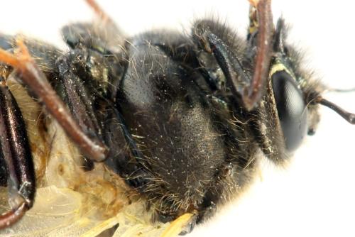 Abia fasciata