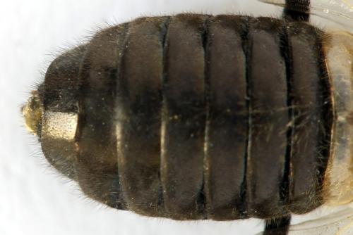 Abia fasciata