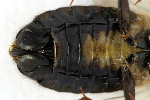 Abia fasciata