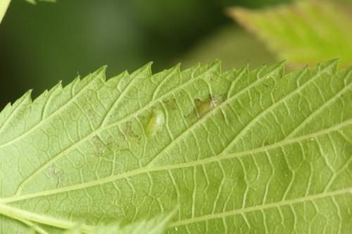 Tenthredo velox