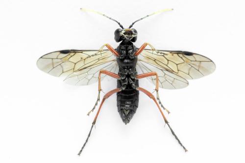 Tenthredo velox