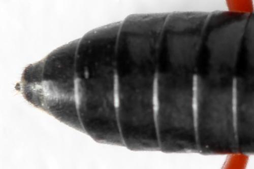 Tenthredo velox