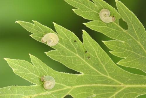 Tenthredo adusta