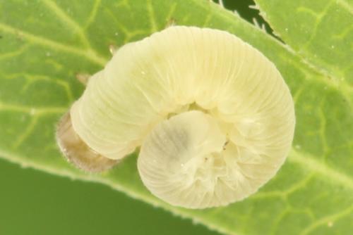 Réf. 331 636 : Tenthredo adusta