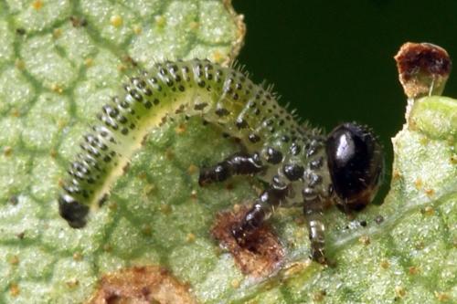 Réf. 331 599 : Arge dimidiata
