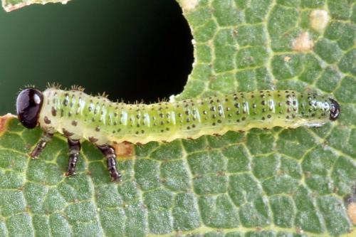 Réf. 331 600 : Arge dimidiata