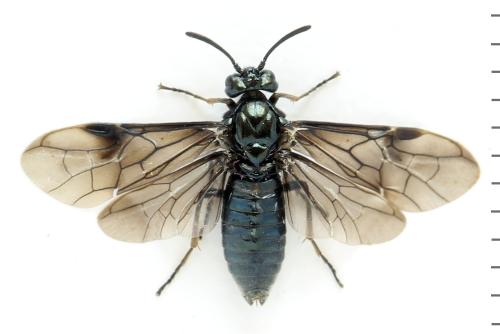 Arge nigripes