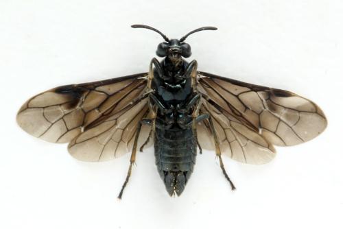Arge nigripes