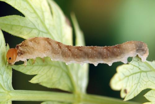 Réf. 331 639 : Tenthredo adusta