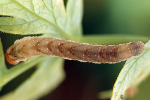Réf. 331 640 : Tenthredo adusta