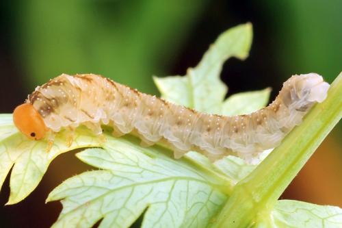 Réf. 331 642 : Tenthredo adusta
