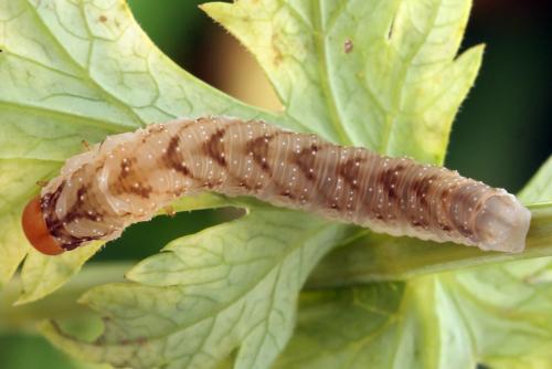 Réf. 331 643 : Tenthredo adusta