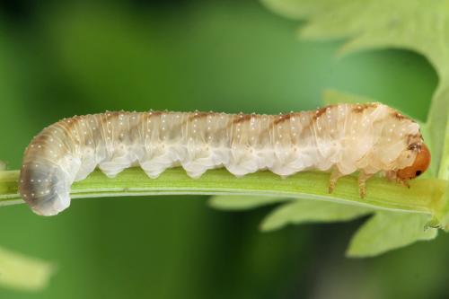 Réf. 331 645 : Tenthredo adusta