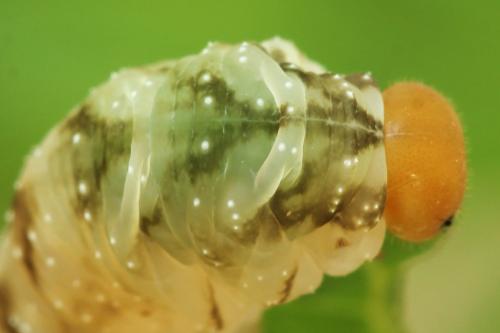 Tenthredo adusta