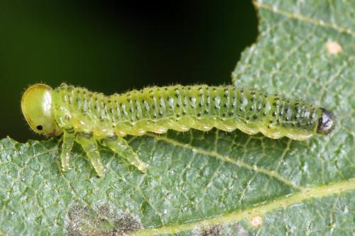 Réf. 331 601 : Arge dimidiata