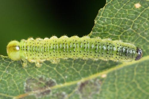 Réf. 331 602 : Arge dimidiata